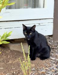 Lost Female Cat last seen Covington Elementary School, Los Altos, CA 94024