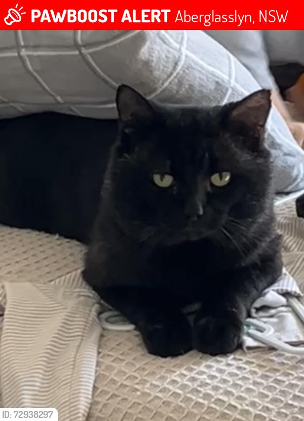 Lost Male Cat last seen Becher rd , Farley, NSW 2320