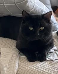 Lost Male Cat last seen Becher rd , Farley, NSW 2320