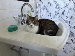 Reunited Male Cat last seen Near S Monroe St , Tacoma, WA 98405