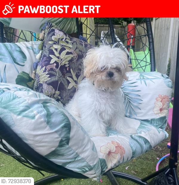Lost Male Dog last seen Birchwood Shopping Centre , Birchwood, England WA3