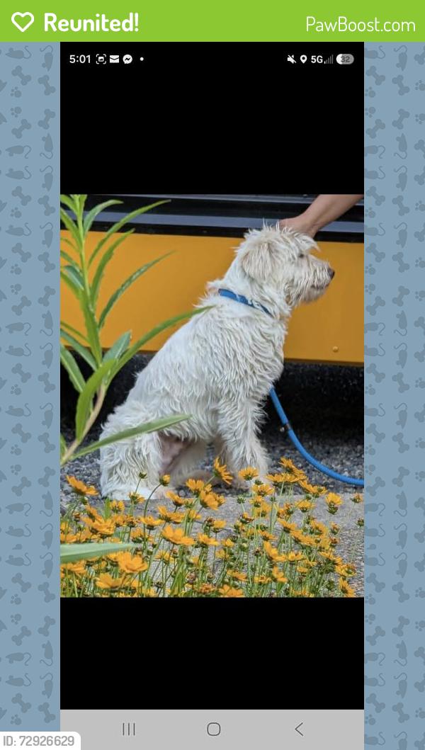 Reunited Male Dog last seen Sw 52nd Ave, Portland, OR 97221