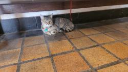 Reunited Unknown Cat last seen Corner of Highland and Broadway, Cambridge, MA 02139