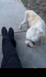 Reunited Male Dog last seen Saint Gertrude , Santa Ana, CA 92705