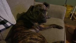 Lost Male Dog last seen Pound Mountain Fire Department, Creston, NC 28615