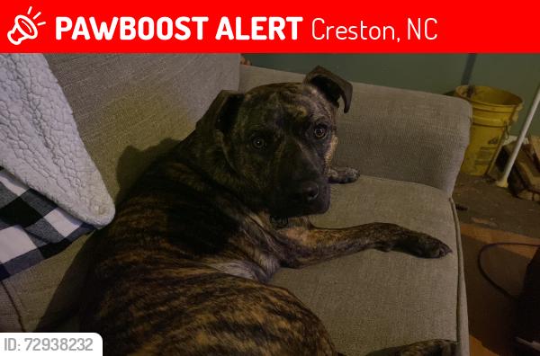 Lost Male Dog last seen Pound Mountain Fire Department, Creston, NC 28615