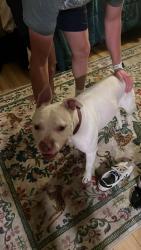 Reunited Female Dog last seen Found her roaming just north of BYU Marriott building, housed her overnight and she's at the shelter as of today. , Provo, UT 84604
