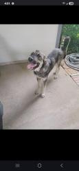 Found/Stray Male Dog last seen Needville, Texas, Fort Bend County, TX 77461