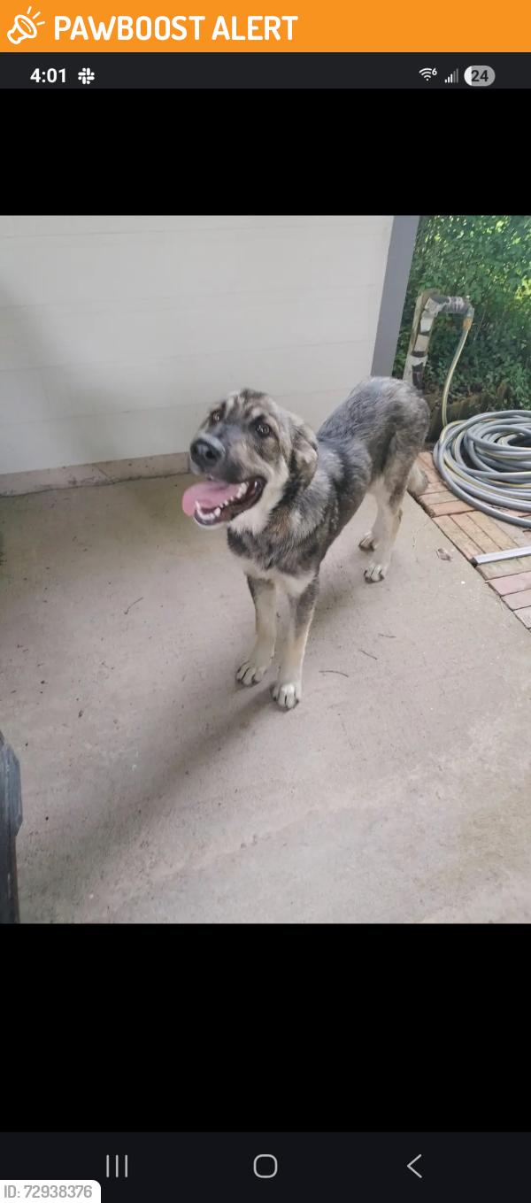 Found/Stray Male Dog last seen Needville, Texas, Fort Bend County, TX 77461