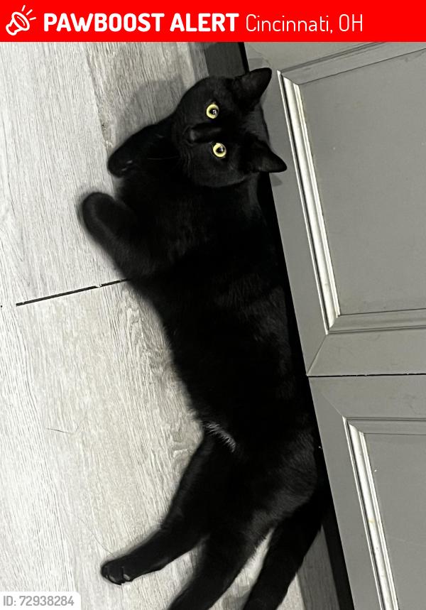 Lost Male Cat last seen Off of Orland ave in Westwood, Cincinnati, OH 45211