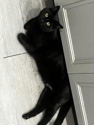 Lost Male Cat last seen Off of Orland ave in Westwood, Cincinnati, OH 45211