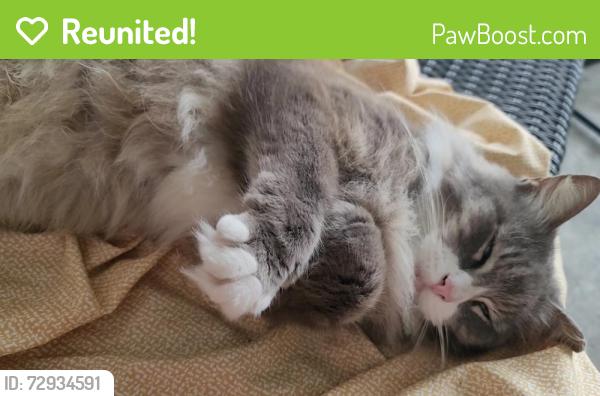 Reunited Unknown Cat last seen Lakewood, Community Road, Nettie Road, Planet Fitness, Jacksonville, FL 32207