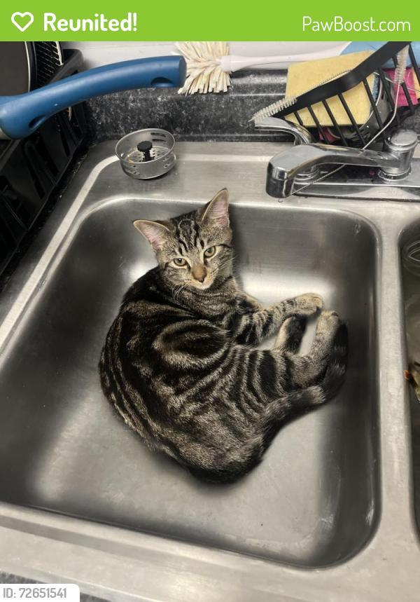 Reunited Male Cat last seen last seen behind SD&A on 1st ave 27th street, Huntington, WV 25702