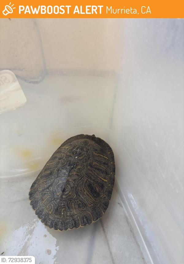 Found/Stray Unknown Reptile last seen CalOaks, Murrieta, CA 92562
