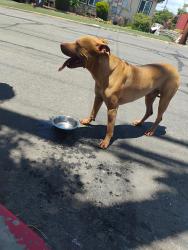 Reunited Male Dog last seen Westwood and Albemarle , San Diego, CA 92139