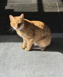 Reunited Male Cat last seen Overlook Dr and Linwood Dr 2 blocks from Avondale Park, Birmingham, AL 35222