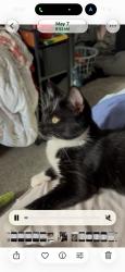 Reunited Female Cat last seen 30th St NW, Canton, OH 44709, USA, Canton, OH 44709