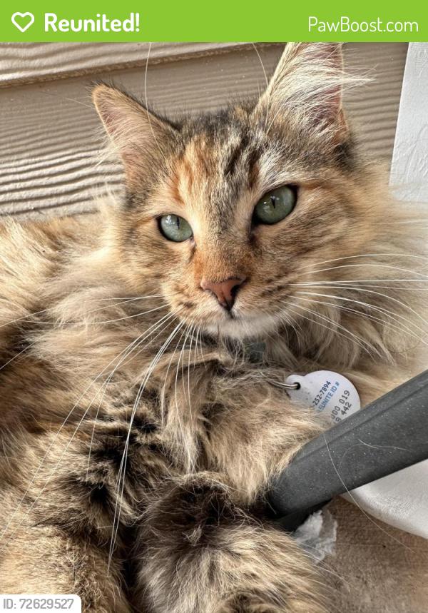 Reunited Female Cat last seen Galm rd., San Antonio, TX 78254