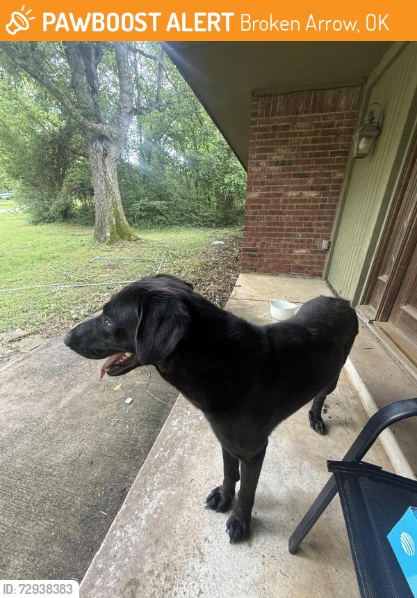 Found/Stray Male Dog last seen S 225th E ave, Broken Arrow, OK 74014
