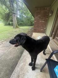 Found/Stray Male Dog last seen S 225th E ave, Broken Arrow, OK 74014