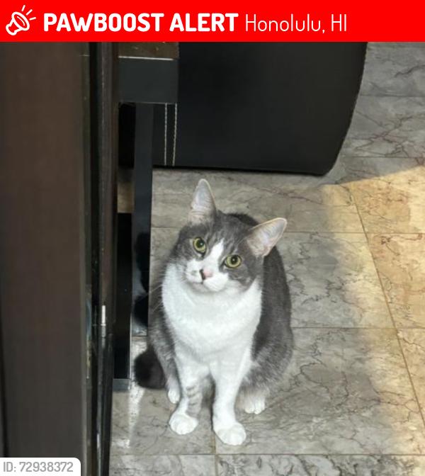Lost Male Cat last seen Iolani School, Honolulu, HI 96826