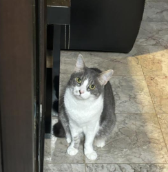 Lost Male Cat last seen Iolani School, Honolulu, HI 96826