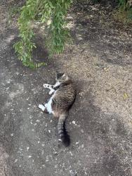 Found/Stray Unknown Cat last seen Trail between 2 hses , Palo Alto, CA 94306