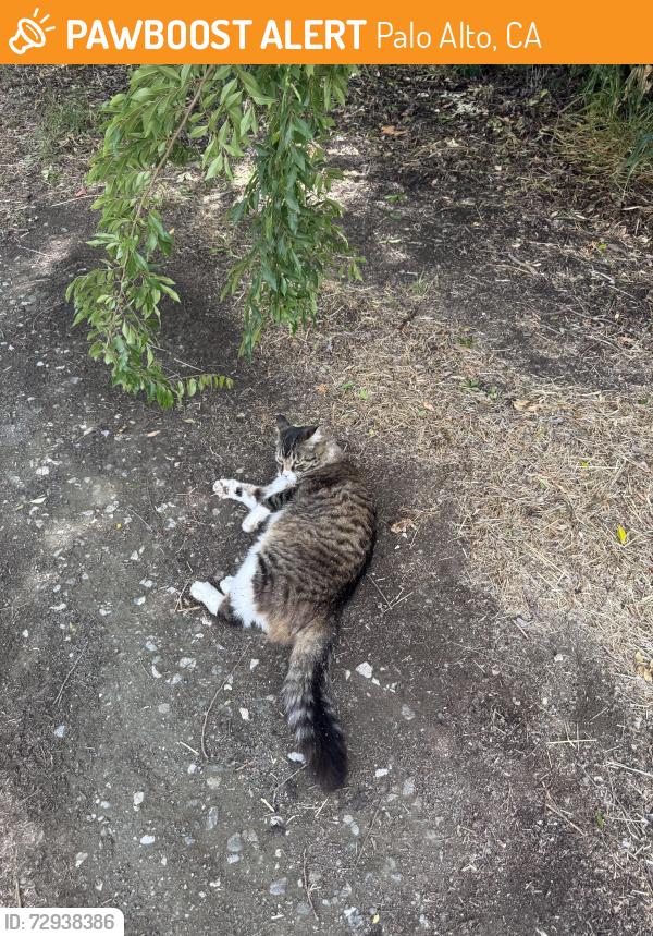 Found/Stray Unknown Cat last seen Trail between 2 hses , Palo Alto, CA 94306