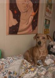 Lost Female Dog last seen Westcliff Road, Killeen, TX 76543