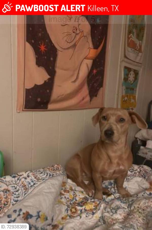 Lost Female Dog last seen Westcliff Road, Killeen, TX 76543