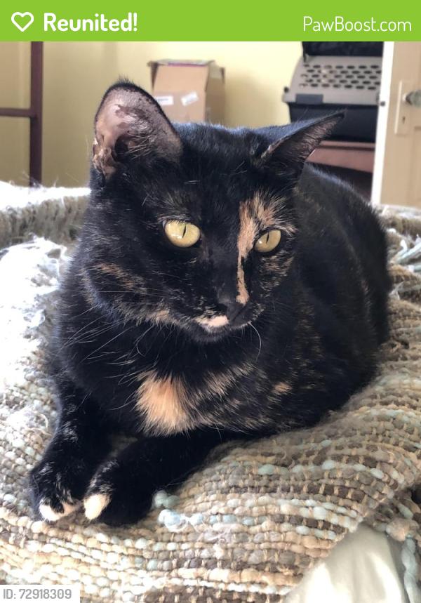 Reunited Female Cat last seen Wayne Ave, between Oak and Huntington, South Pasadena, CA 91030