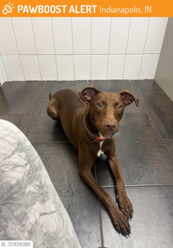 Found/Stray Female Dog last seen BP across from marion university , Indianapolis, IN 46222