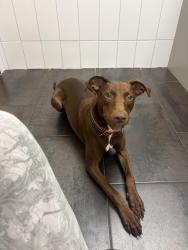 Found/Stray Female Dog last seen BP across from marion university , Indianapolis, IN 46222