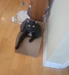 Lost Female Cat last seen Lincoln and Foster, Chicago, IL 60625