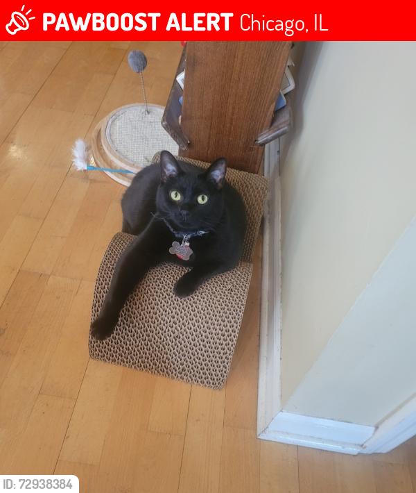 Lost Female Cat last seen Lincoln and Foster, Chicago, IL 60625