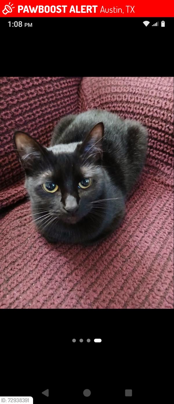 Lost Female Cat last seen Cheery Creek , Austin, TX 78745