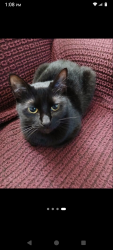 Lost Female Cat last seen Cheery Creek , Austin, TX 78745