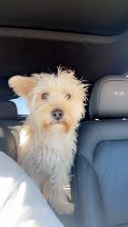 Reunited Male Dog last seen Spring valley Rd Ne, Rio Rancho, NM 87144