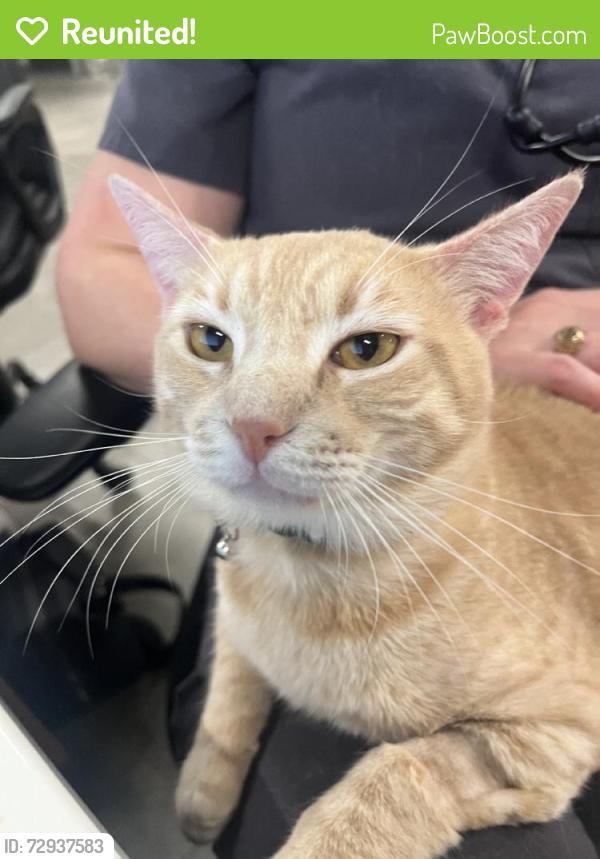 Reunited Male Cat last seen Near Fernwood Mallow Ct, Hockley, TX 77447, USA, Hockley, TX 77447