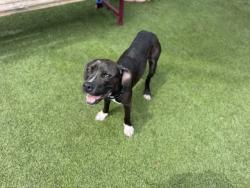 Shelter Stray Female Dog last seen Near BLOCK SW 358TH ST, Doral, FL 33122