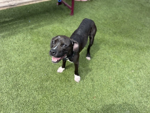 Shelter Stray Female Dog last seen Near BLOCK SW 358TH ST, Doral, FL 33122