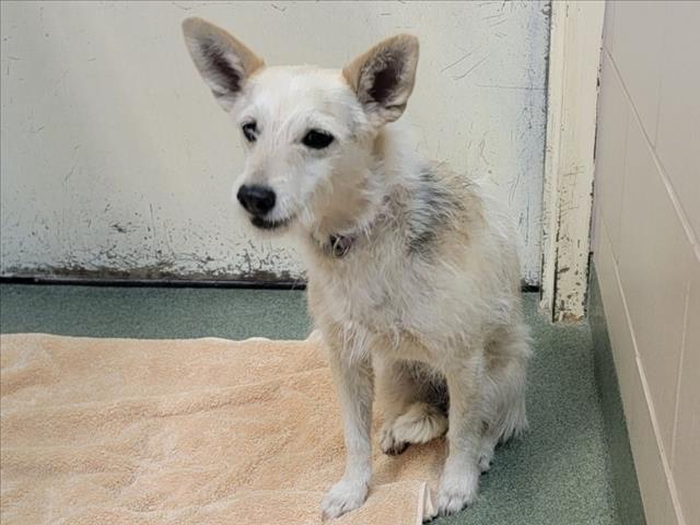 Shelter Stray Female Dog last seen PO BOX 115, Santa Fe, NM 87507
