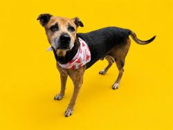 Shelter Stray Male Dog last seen Near BLOCK NW 1ST AVE, Doral, FL 33122