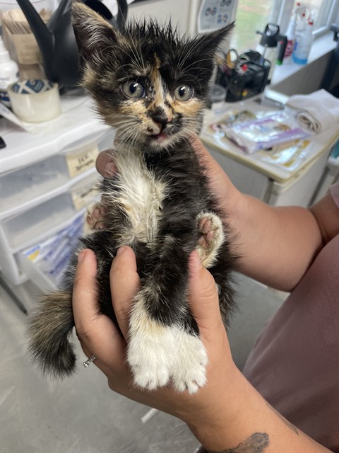 Shelter Stray Female Cat last seen CASAR RD, Shelby, NC 28150