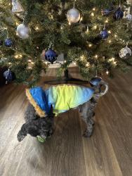 Lost Male Dog last seen Central aven, Charlotte, NC 28205