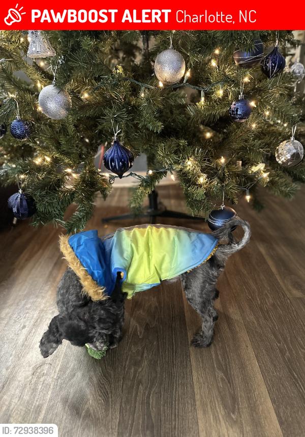Lost Male Dog last seen Central aven, Charlotte, NC 28205