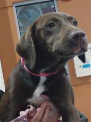 Shelter Stray Female Dog last seen ROGERLAND RD, Land O' Lakes, FL 34638