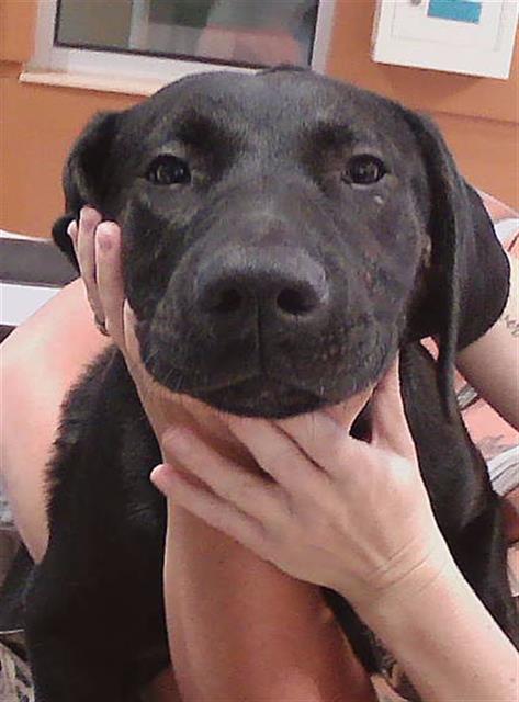 Shelter Stray Male Dog last seen ROGERLAND RD, Land O' Lakes, FL 34638