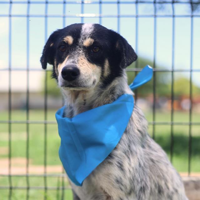 Shelter Stray Female Dog last seen Near BLOCK RODRICK DR, San Antonio, TX 78227