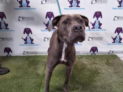 Shelter Stray Female Dog last seen , Orlando, FL 32839